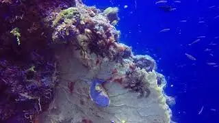 Diving PNG Background 4K