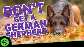 Top 5 Reasons NOT to Get a German Shepherd Dog - Dogs 101