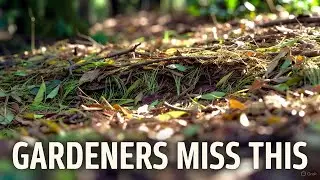 The Ecosystem Mulch Trick Nature Uses&hellip; And Gardeners Ignore