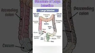 STRUCTURE OF LARGE INTESTINE/INTESTINAL TRACT/ALL PART OF LARGE INTESTINE #shorts #largeintestine