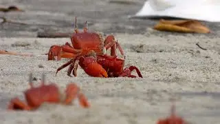 Henry Island beach turns red with coastal crabs