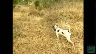 Texas Quail Quandary