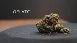 Gelato | Strain Review | Nightly Bud