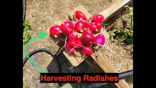 Harvesting radishes / Farming /Growing radishes /Growing Vegetables / GDDC #17
