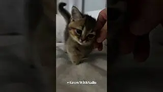 Before & After Animals Growing Up. Amazing Animal Transformation 001