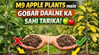 &ldquo;M9 Apple Plants mein Gobar Daalne ka Sahi Tarika 🍏🍎&rdquo;