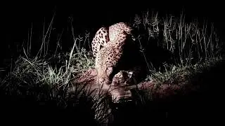 Male leopard