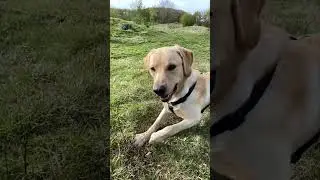 My service dog day off