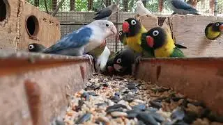 African lovebirds