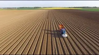 Plantation des plants de pommes de terre