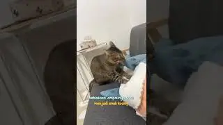 Kenapa Kucing Suka Memijat? #shorts #videoshorts #short #kucing #kucinglovers #kucinglucu