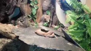 Ackie Monitors behavior, courtship, dominance or simply playing?