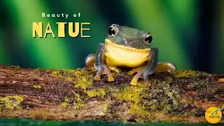 Cute Water Animals 8K(60FPS) Ultra HD - Scene Film with Beautiful Sound #animals #wildliffe #frog