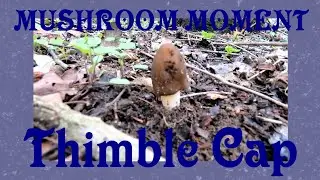 Verpa Conica - The Thimble Cap