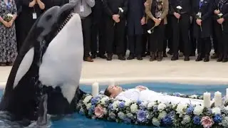 jessica radcliffe accident original video  orca attack on trainer jessica #jessica #jessicadolphin