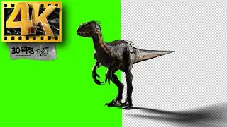Indoraptor - Green Screen | Dinosaur Footage 4K