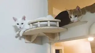 Cat Wall Shelves with 4 Steps, Wooden Cat Wall Furniture up to 25lbs Review
