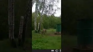 Vilks #animals #latvija #forest #wildanimals #trailcamera #wildlife #hunting #predator #wolf