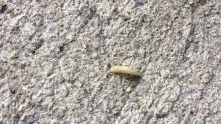 Ant vs Maggot