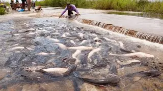 Crazy Fish Harvest in Shallow Water &mdash; So Many Fish! Amazing Catching Red Catfish