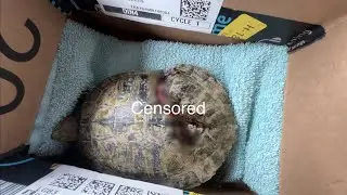 Injured turtle-BROKEN SHELL