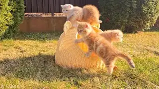 Первая весна в жизни маленьких котят ☀️ Моти удивила всех!