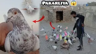 Aj Kisi Ka Lhaka Cheena Kabutar Pakarliya 😱 How to check pigeon 😱
