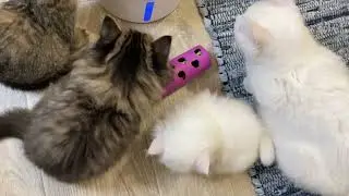 Кто у нас самый умный?😅