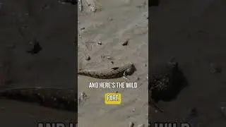 This Fish Can Walk on Land 🐟🚶