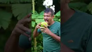 🥭 Sweet & Soft Fresh Papaya 😋 ASMR Eating!