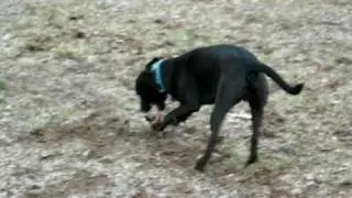 Boxador Playing by Himself