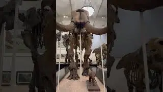 American Museum of Natural History, New York 2025