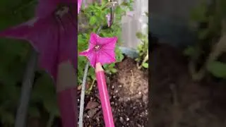 🌺 Molly's Firehouse Gardens 2024