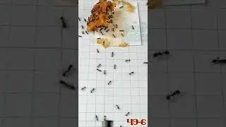 Sugar Ants 🐜 vs Chicken & Rice.  Macro Time Lapse Series 49 -6