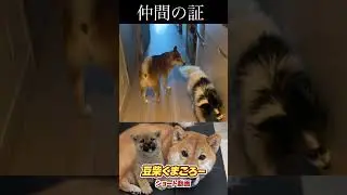 仲間の証　柴犬　#くまころー　#ポイポイポー君三世　#犬好きと繋がりたい