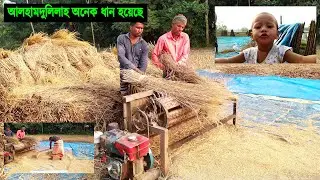 ২৮ শতাংশ জমিতে কতগুল ধান পেলাম 🌾📦#village farming#rice farming#ধান সংগ্রহ