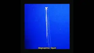 This Deep-Sea Squid Looks Like an Alien 👽🦑 | Magnapinna Squid | Deep Sea | Big Fin Squid | Wildlife