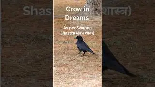 Crow in Dreams #astroshastra #dreams #dreamanalysis #viralreels #viralvideo #viralshorts