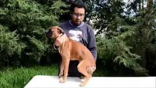&iquest;C&oacute;mo elegir tu cachorro B&oacute;xer?