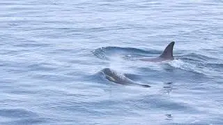 Orca Killer Whale kill Weddell Sea Antarctica 7Dec2025 Tushar Patel