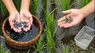 Amazing! Found Freshwater betta fish and beautiful color fish