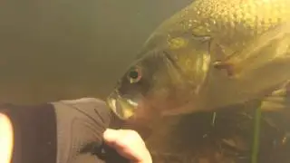 Australian Bass Release 1 /1 /2015