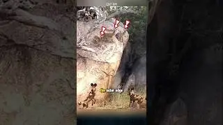 The wild dogs hunt antelopes by the cliff. #wilddog #antelopes #animals