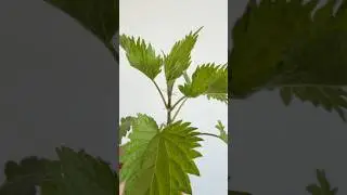 Stinging Nettle Soup   4K #cooking #recipe #food #veganfood #vegan