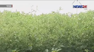উচ্চ ফলনশীল বারী মসুর-৮ ও ৯ জাতের ডাল চাষ করে সফলতা পেয়েছেন পাবনার কৃষকরা 14Mar.20