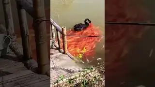 Swan & Koi&rsquo;s Friendship🦢💖#animallover #kindness #heartwarming #swan #koifish#animalfriends#animal