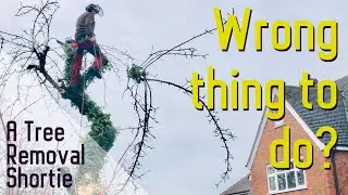 Conifer and apple tree removal | Day in the life of a tree surgeon Lichfield