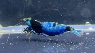 Caridina Shadow Panda - Shrimps.dk