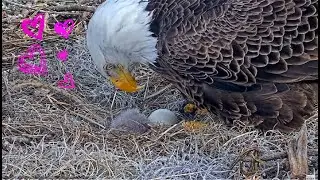AEF NEFL Eagles ~ Beautiful Gabby Sees NE31 First Time! 💕 Beau & Gabby Both Bring In Fish! 1.20.25