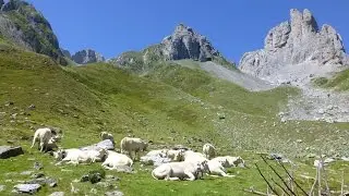 Troupeaux d'Ansab&egrave;re (Pyr&eacute;n&eacute;es)